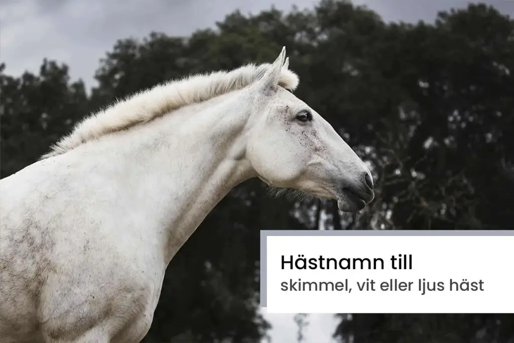 Hästnamn till vit häst / skimmel